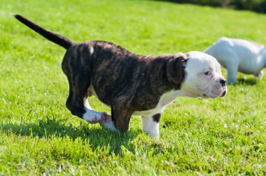 Amerikan Bulldog köpeği doğada