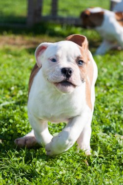 Amerikan Bulldog köpeği doğada
