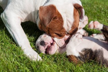Anne ile komik Amerikan Bulldog köpek yavrusu