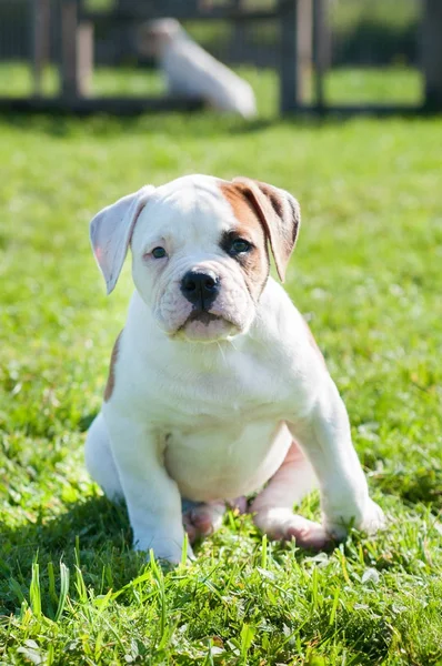 Amerikaanse Bulldog puppy op de natuur — Stockfoto