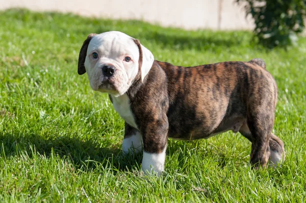 Amerykański szczeniak Bulldog na łonie natury — Zdjęcie stockowe