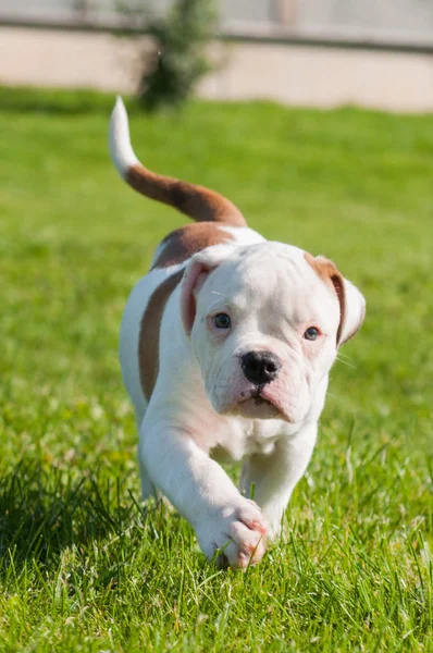 Chiot bouledogue américain sur la nature — Photo