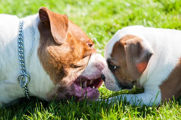 Divertido American Bulldog cachorro con madre — Foto de Stock