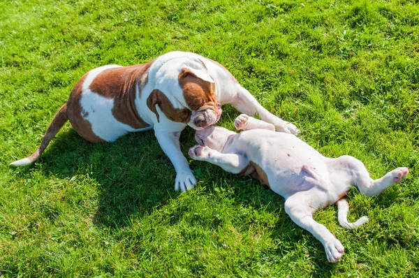 Divertido American Bulldog cachorro con madre — Foto de Stock