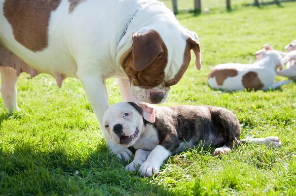 Funny American Bulldog puppy with mother
