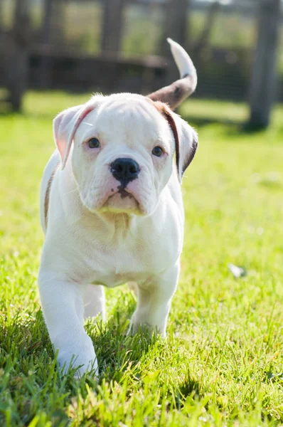 Amerikaanse Bulldog puppy op de natuur — Stockfoto