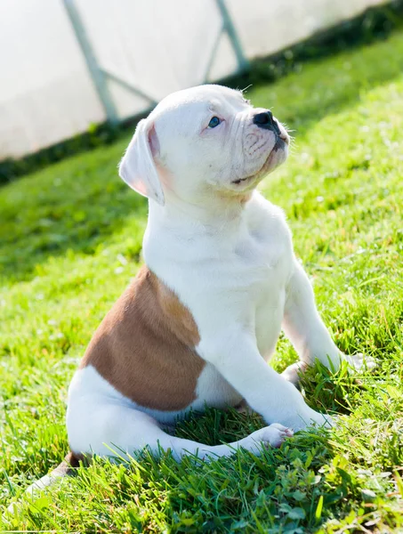 Cachorro Bulldog americano na natureza — Fotografia de Stock