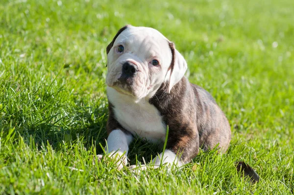 Amerikaanse Bulldog puppy op de natuur — Stockfoto