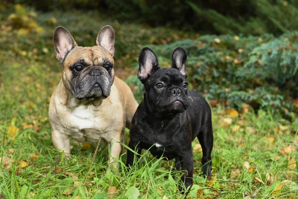 Dos Bulldogs franceses — Foto de Stock