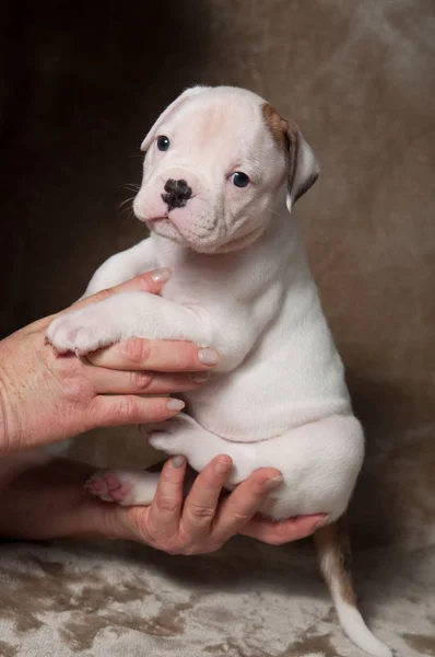 Funny puppy American Bulldog na ręce — Zdjęcie stockowe