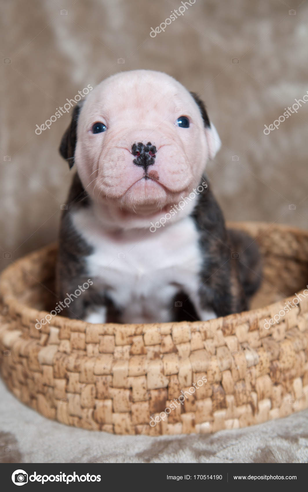 Funny American Bulldog Puppies Stock Photo Image By C Zannaholstova 170514190