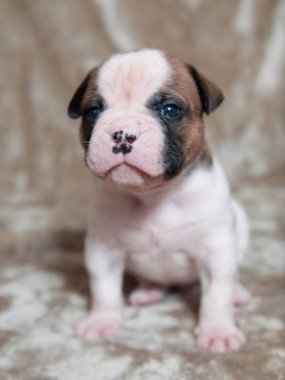 Komik Amerikan Bulldog yavruları