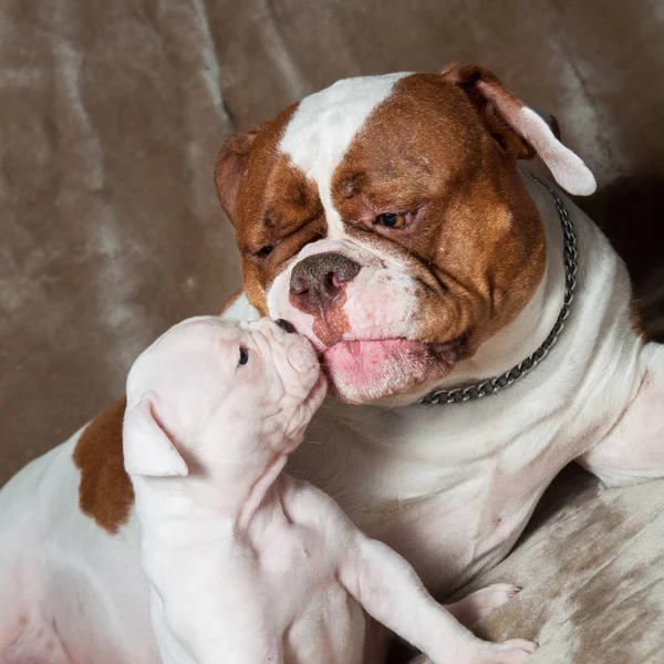 Divertido American Bulldog cachorro con madre — Foto de Stock