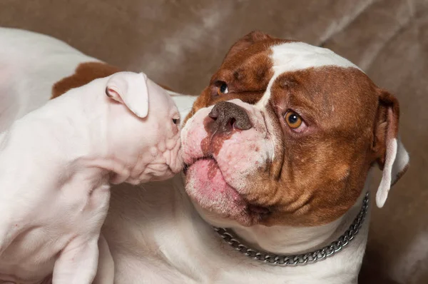 ตลกอเมริกัน Bulldog ลูกสุนัขกับแม่ — ภาพถ่ายสต็อก