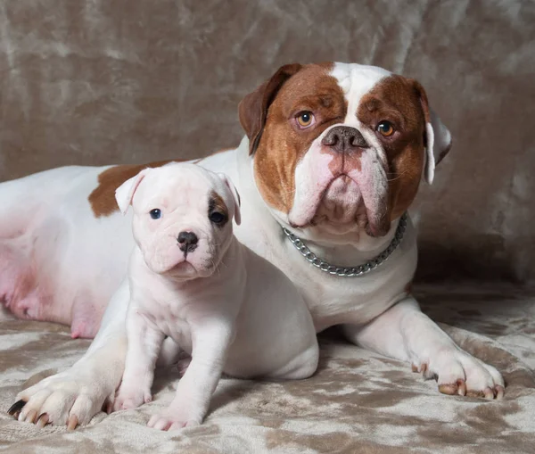 ตลกอเมริกัน Bulldog ลูกสุนัขกับแม่ — ภาพถ่ายสต็อก