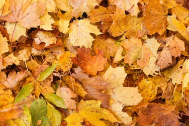 akçaağaç yaprakları arka plan düşmüş