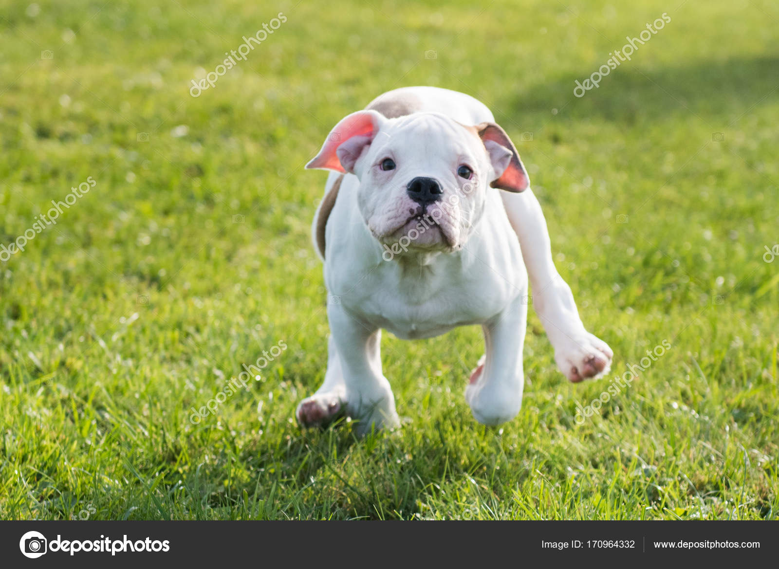 american bulldog puppy pictures