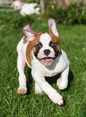 Amerikan Bulldog köpeği doğada