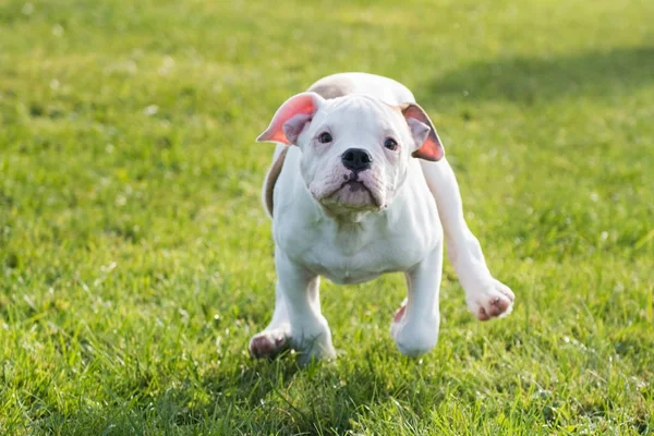 Cachorro Bulldog americano na natureza — Fotografia de Stock