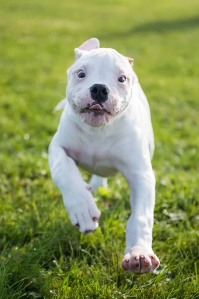 Cachorro Bulldog americano na natureza — Fotografia de Stock