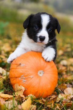 Sonbahar arka planında balkabağı olan Corgi yavru köpeği.