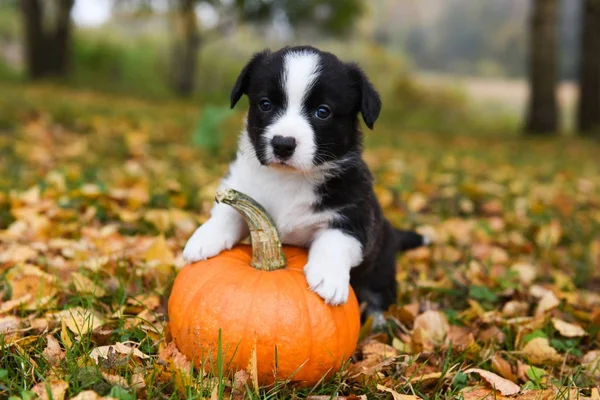 Sonbahar arka planında balkabağı olan Corgi yavru köpeği.