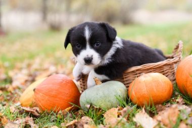 Sonbahar arka planında balkabağı olan Corgi yavru köpeği.