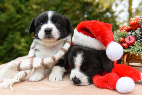 Corgi puppies in KERSTMUTS — Stockfoto