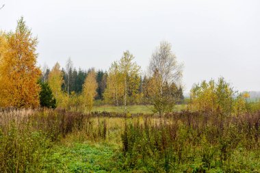 Sonbahar orman doğası.