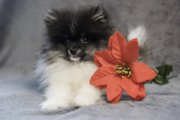 Pomeranian Spitz cachorro de perro y flor en Navidad o Año Nuevo —  Fotos de Stock
