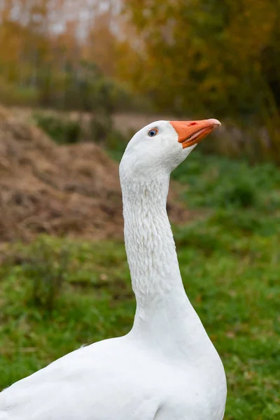 White big goose in the yard — Stock Photo, Image