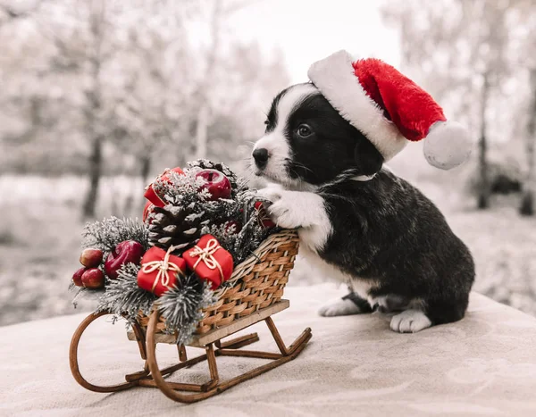 Corgi szczeniak w santa hat — Zdjęcie stockowe