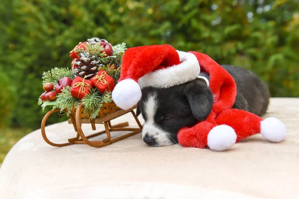 Grappige Welsh Corgi Pembroke Puppy Hondje Dromen Met Nieuwjaar Slee — Stockfoto