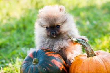 komik pomeranian köpek yakın ve kabak, Cadılar Bayramı arka plan