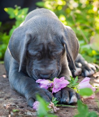 güzel gri Danua köpek yavrusu yürüyüş dışında bir çiçek kokluyor