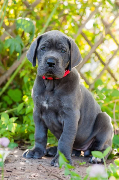 Beautiful Gray Great Dane Dog Puppy Walk — Stock Photo, Image
