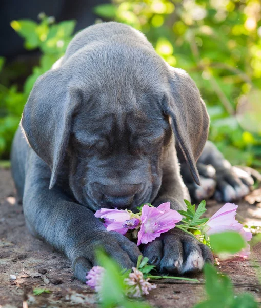 Beautiful Gray Great Dane Dog Puppy Sniffs Flower Walk — Stock Photo, Image