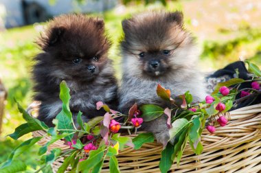 iki komik pomeranian köpek yavruları sepete oturuyorsun