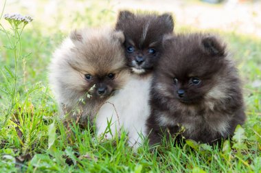 komik küçük üç pomeranian yavru köpekler yeşil çim zemin üzerine oturuyor