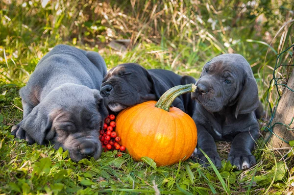 funny sleeping three Great Dane dogs puppies and pumpkin