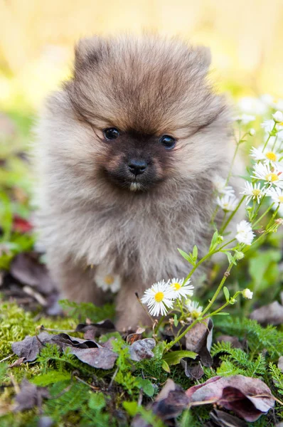 Divertido Pequeño Cachorro Perro Pomerania Está Sentado Fondo Otoño —  Fotos de Stock