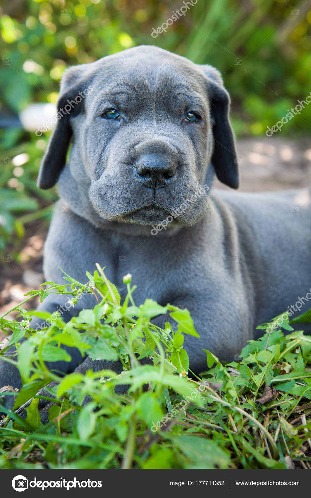 Je Vous Présente Ma Cane Corso Chiens Forum Animaux