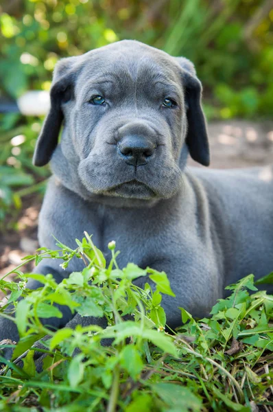 Piękny Portret Szczeniak Pies Szary Wielki Duńczyk Niebieskimi Oczami — Zdjęcie stockowe