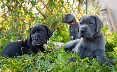 Üç gri Danua açık yavru köpekler