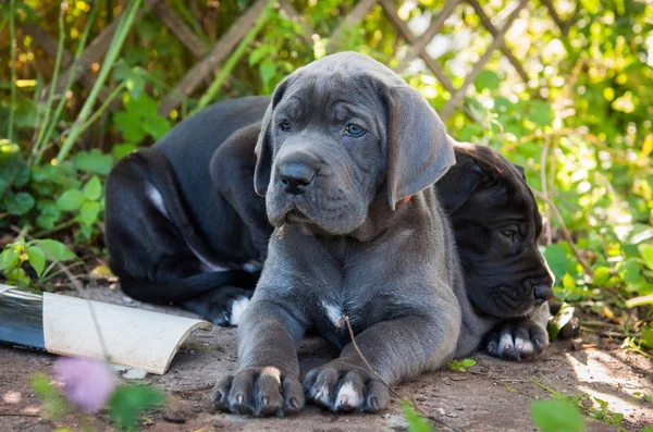 Dos Hermosos Perros Grises Grandes Daneses Cachorros Con Ojos Azules Imagen de archivo