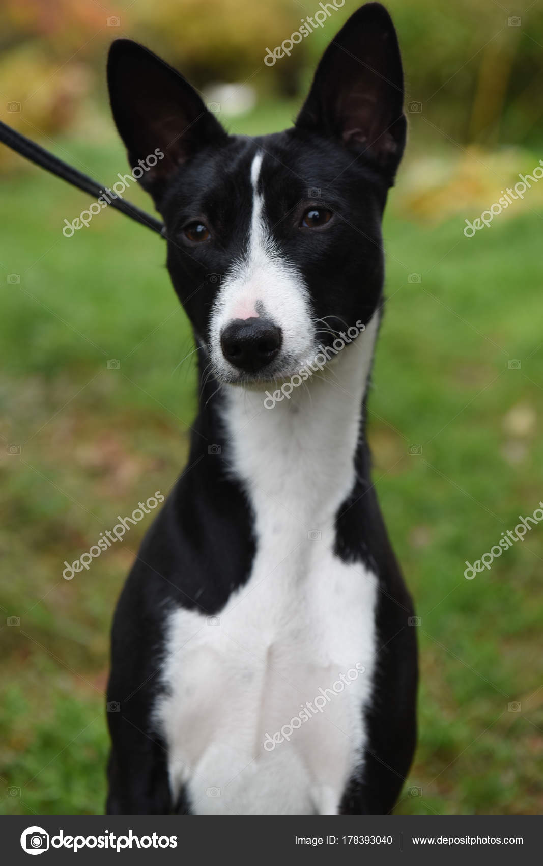black and white basenji dog