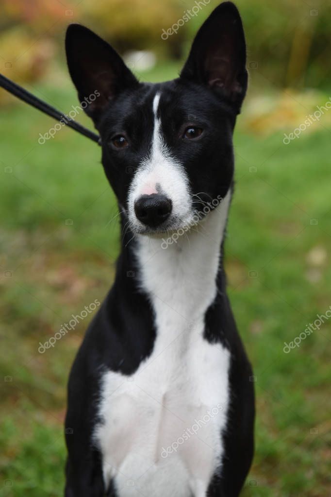 Schwarz weiss Basenji Hund Portrait auf Natur 