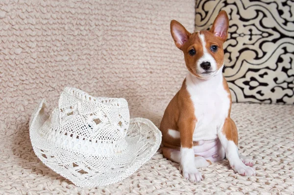 大きな白いカーニバル帽子と赤い面白い犬子犬 — ストック写真