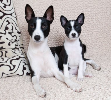 komik güzel siyah alçaklık köpekle ana siyah alçaklık köpek