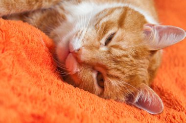 parlak kırmızı kedi kanepede, tatlı tatlı uyumak yakın çekim